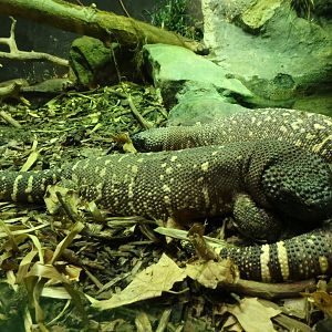 Rio Fuerte beaded lizards