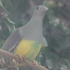 Yellow-bellied green pigeon