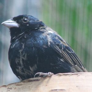 Blue-backed grassquit