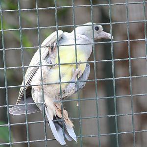 Yellow-bellied green pigeon