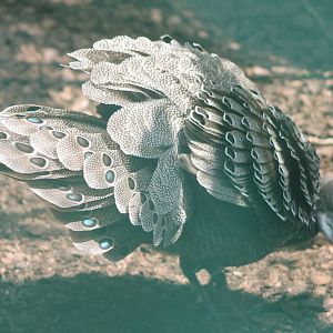 Grey peacok-pheasant