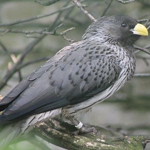 Western grey plantain-eater