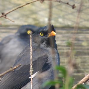 Jungle Myna
