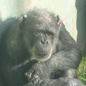 Mandy the Chimpanzee