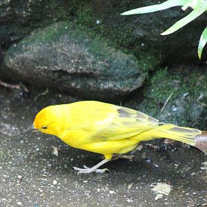 Saffron finch