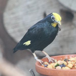 Golden-crested mynah