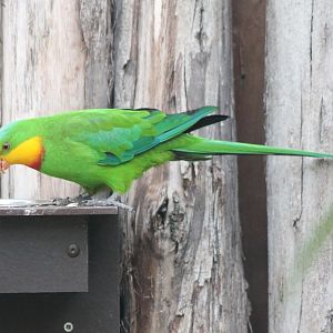 Superb parrot