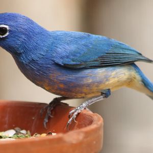 Rose-bellied bunting