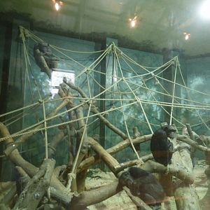 Indoor Chimpanzee Enclosure
