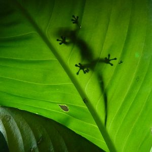 Electric blue day gecko, February 2017