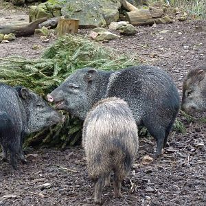 Collared Peccary, February 2017