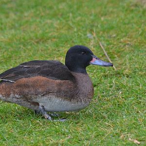 Black-headed Duck at Slimbridge, 05/02/17