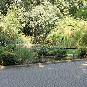 Enclosure Berwick's swan