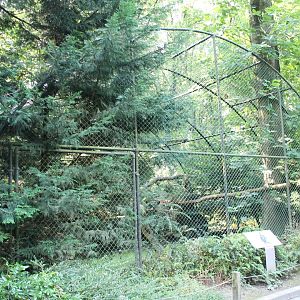 Aviary Great grey owl
