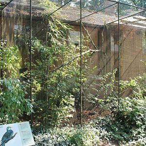 Fruit dove aviaries