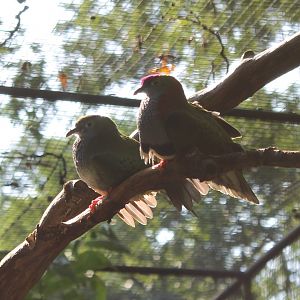Superb fruit doves
