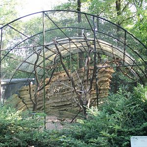 Aviary Patagonian conure