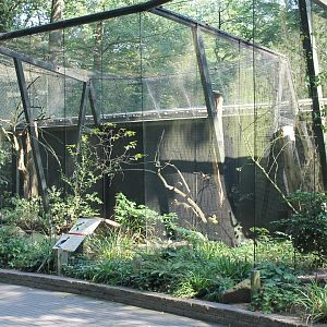 Aviary Curassow - jay