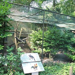 Aviary Malayan black hornbill - Red junglefowl