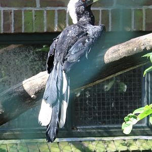 Malayan black hornbill