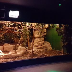 Enclosure Balabac mouse deer - Slender loris