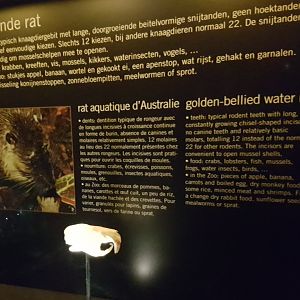 Skull Golden-water water rat