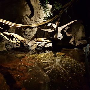 Enclosure Golden-bellied water rat
