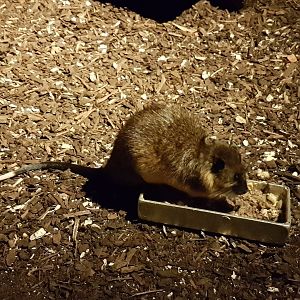 Golden-bellied water rat