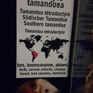 Sign Tamandua