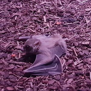 Egyptian fruit bat