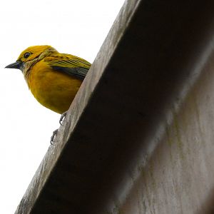 Silver Throated Tanager