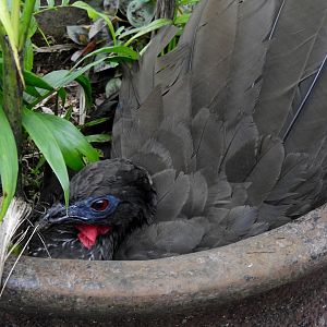Crested Guan