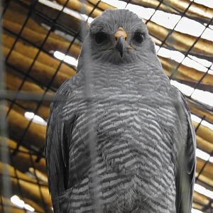 Gray Hawk
