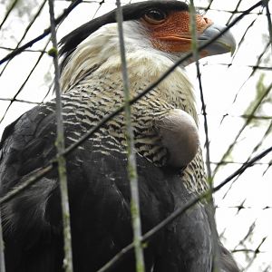 Crested Caracara
