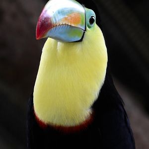 Keel Billed Toucan