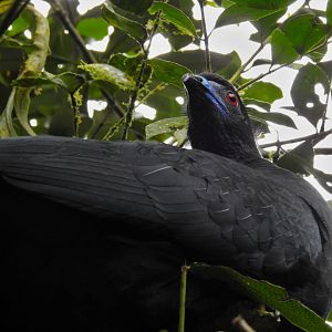 Black Guan