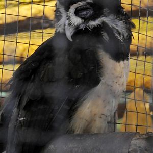 Spectacled Owl