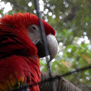Scarlet Macaw