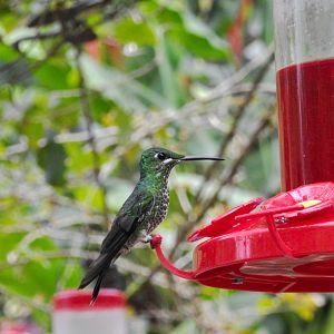 Green Crowned Brilliant