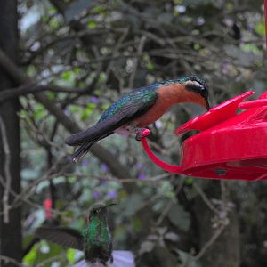 Purple Throated Mountain Gem