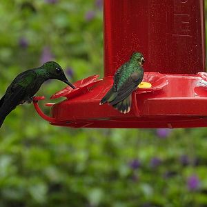 Green Crowned Brilliant and Green Thorntail