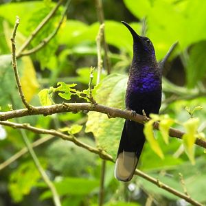 Violet Sabrewing