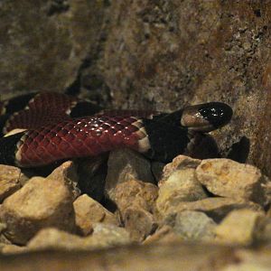 Coral Snake (ID?)