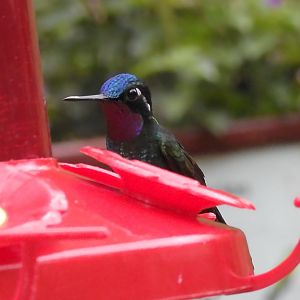 Purple Throated Mountain Gem