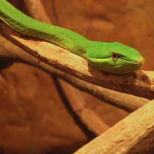 Green Vine Snake