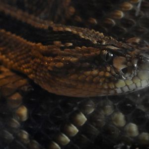 Tropical Rattlesnake