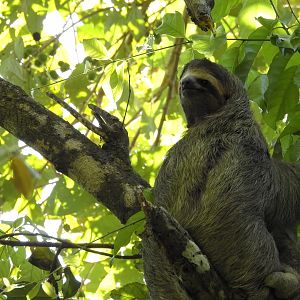 Brown Throated Three Toed Sloth
