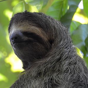 Brown Throated Three Toed Sloth