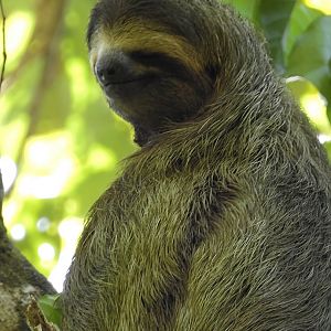Brown Throated Three Toed Sloth