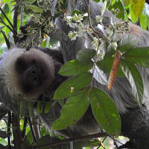 Hoffman's Two Toed Sloth